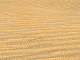 Sahara sand dunes