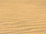 Sahara sand dunes