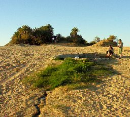 date palm oasis