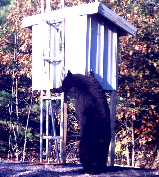 Black bear yearling examining tower enclosure