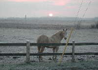 Whiskey getting ready to soak up the sun on a frosty morning (25K)