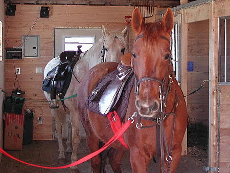 Drum and Whiskey ready to leave