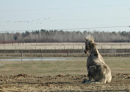 Whiskey at the end of a roll seeing geese
