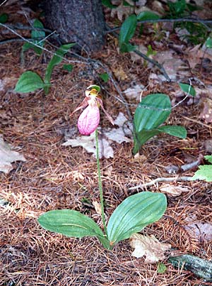 Single plant in pine needles