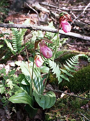 3 flowers in moss