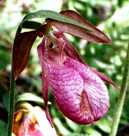 Detail of flower