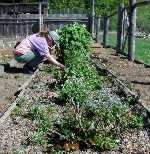 K weeding Mom F perennials bed