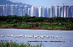 MaiPo spoonbills and apts.JPG