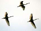 MaiPo spoonbills flying.JPG